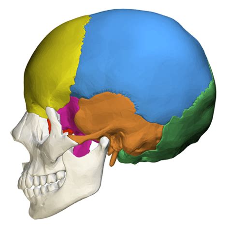 Cranial Bones The Definitive Guide Biology Dictionary