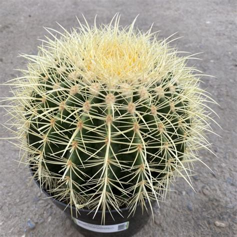 Golden Barrel Cactus Echinocactus Grusonii Tropicalshouseplants