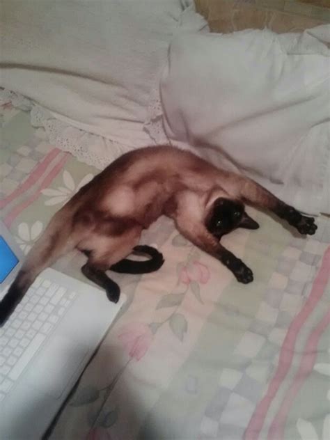 7 Best Images About Cat Doing Gymnastics On Pinterest Cats Chloe