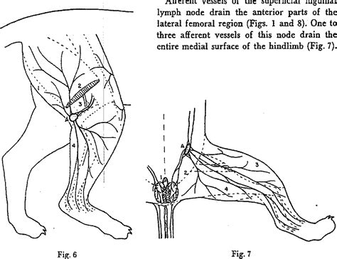 Figure 6 From The Superficial Lymphatic System Of The Cat Semantic