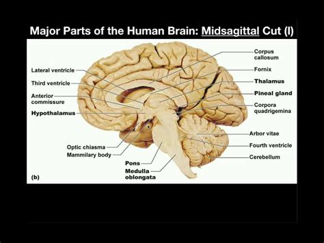 Midsagittal View Of The Brain Labeled