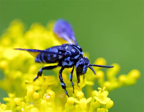 幸せを呼ぶ青い蜂 ルリモンハナバチ : ぶらり自然散歩