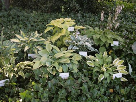 We did not find results for: 17. Fuchsienausstellung im Botanischer Garten Hamborn ...