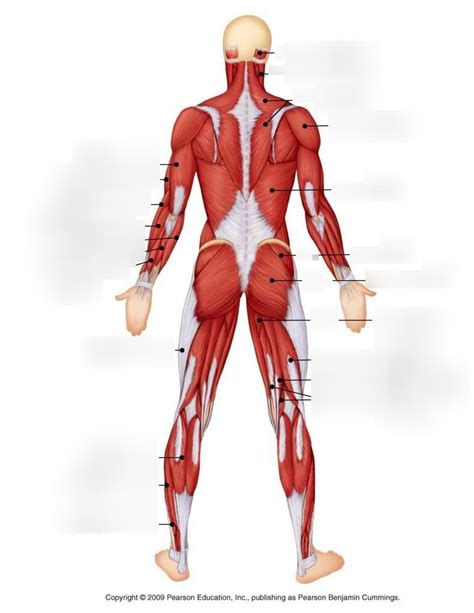 Major Posterior Superficial Muscles Diagram Quizlet