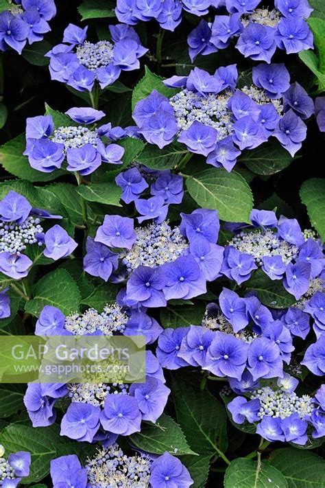 Hydrangea Macrophyll Stock Photo By J S Sira Image 0229688