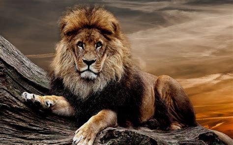 Wallpaper Confident Mammal Predator Lion Animals Lion Animals Wild