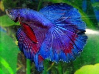1000 x 1000 jpeg 225 кб. Purple Betta Fish | Blue Purple Male Halfmoon Betta Live ...