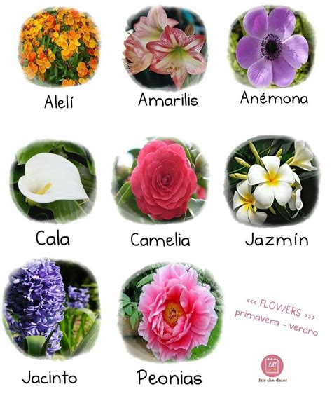 Lista Foto Tipos De Flores Y Sus Nombres En Espa Ol Mirada Tensa