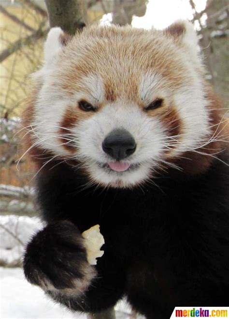 Foto Mengenal Panda Merah Yang Mirip Dengan Musang Dan Beruang