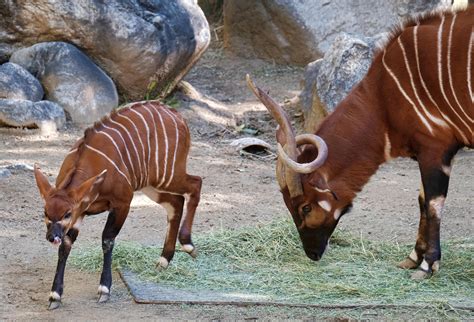 Baby Bongo Antelope Makes First Appearance At Los Angeles Zoo Cbs News