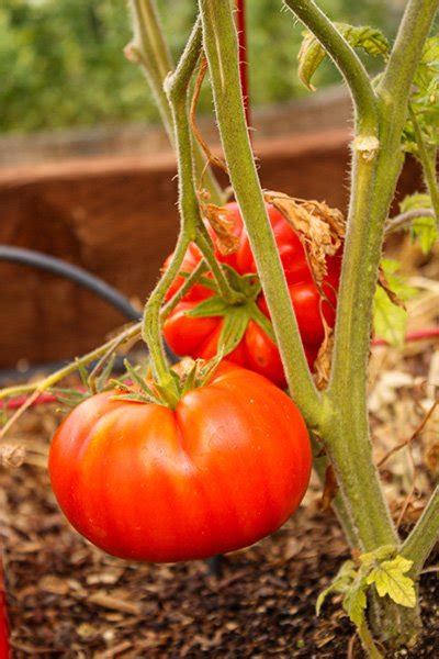 From Seed To Plate Growing Juicy Beefsteak Tomato Plant Guide The