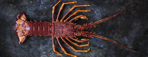 7 Of The Worlds Largest Lobsters Must See To Believe