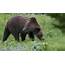 Entering Occupied Grizzly Bear Habitat And Comments
