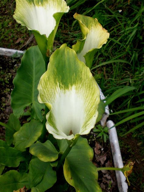 Zantedeschia Aethiopica Green Goddest Flores Colombia