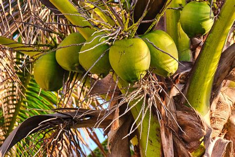Palm Tree Vs Coconut Trees How To Identify Them Plantglossary
