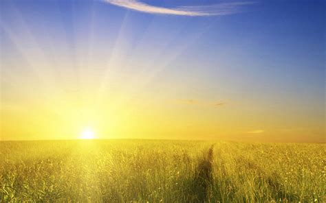 Morning Sun On The Field Full With Wheat Hd Wallpaper
