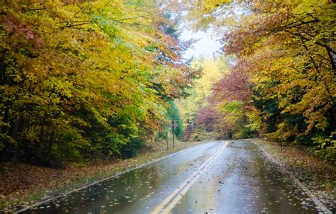Wallpaper Road Autumn Forest Trees Fog Rain Forest Nature Road