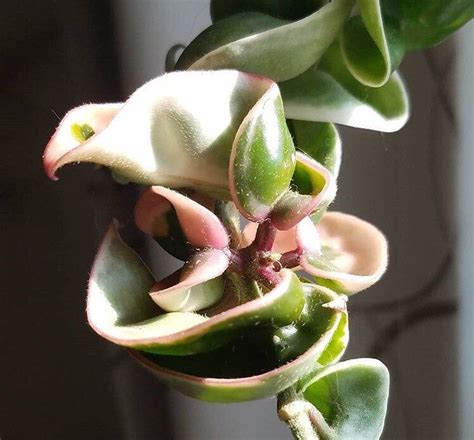 In temperate climates they need to be grown in a warm bright room in. Hoya Compacta Variegated Albomarginata / RARE succulent ...