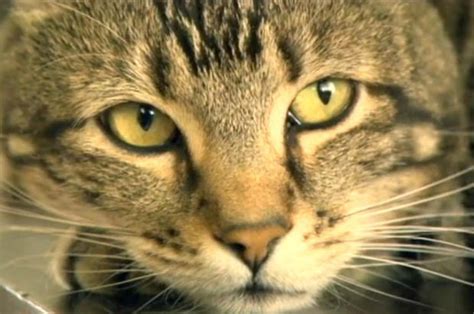 Hero Cat Tara To Make Millions From Viral Video Of Her Saving Owner