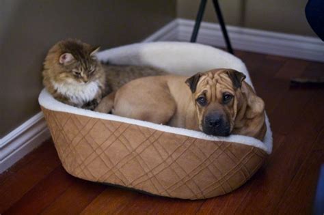 Funny Video Of Cats Stealing Dog Beds Travels And Living