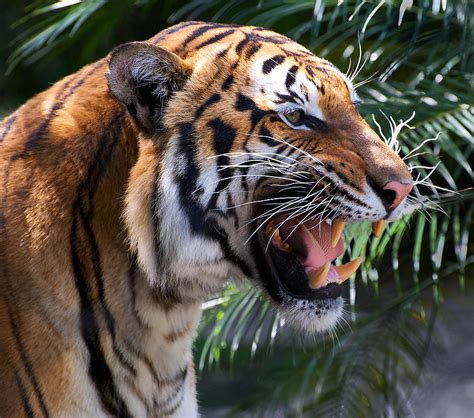 Growling Tiger Photograph By David Reams