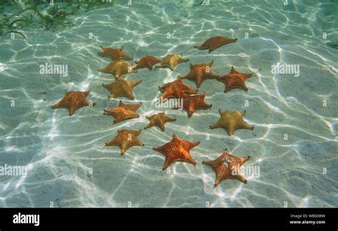 Cushion Sea Stars On The Sand Underwater In The Caribbean Sea Panama