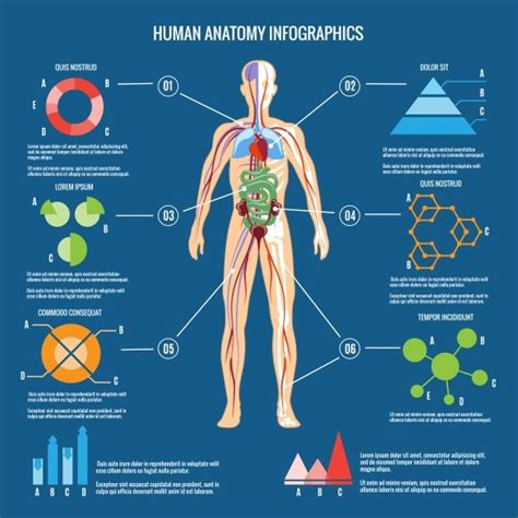 Human Body Anatomy Infographic Graphics Creative Market