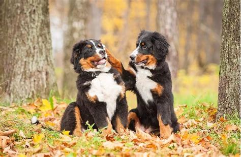 Bernese Mountain Dog Breed Temperament And Personality Affectionate