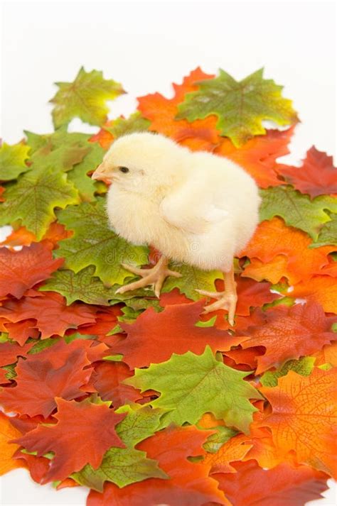 Baby Chicks In Fall Leaves Stock Image Image Of Baby 1199765