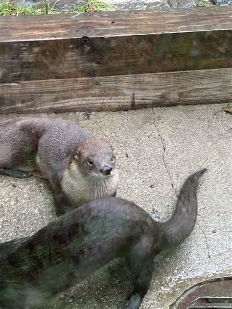 North American River Otters At Capron Park Zoo Zoochat