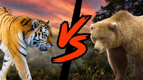 Tiger Vs Bear Fight