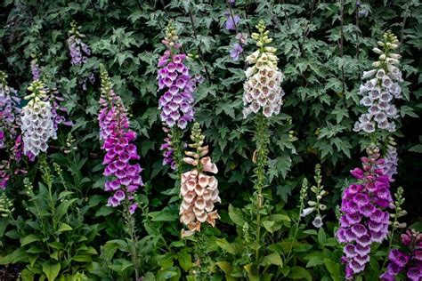 Keep the deer away with these natural plant defenses. 15 Rabbit Resistant Perennials (Photos) | Rabbit resistant ...