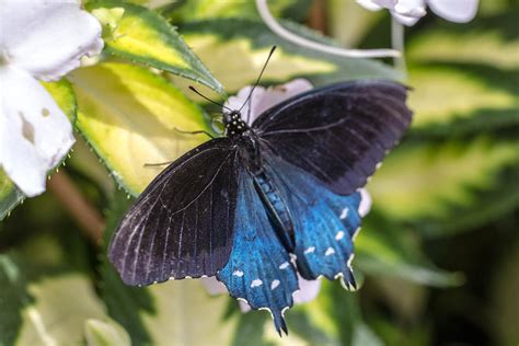 Blue Swallowtail Photograph By Cathy Donohoue Pixels
