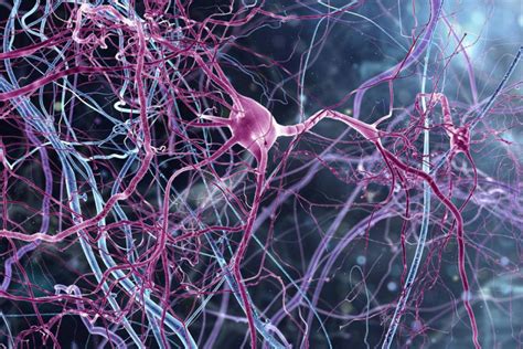 Los 10 Tipos De Neuronas Y Sus Funciones