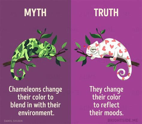 12 Myths About Animals That You Should Stop Believe Now
