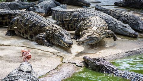 Fighting Crocodiles Stock Photo Image Of Crocodiles 20598924