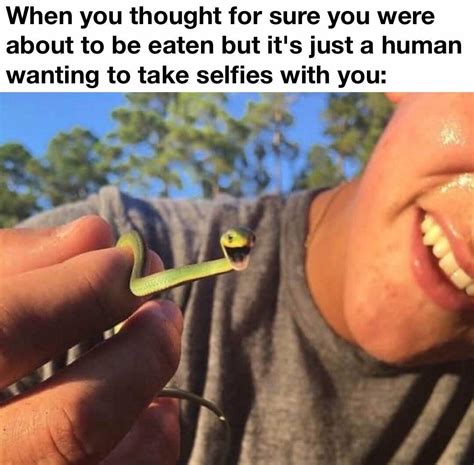Happy Little Snake Rwholesomememes Wholesome Memes Know Your Meme