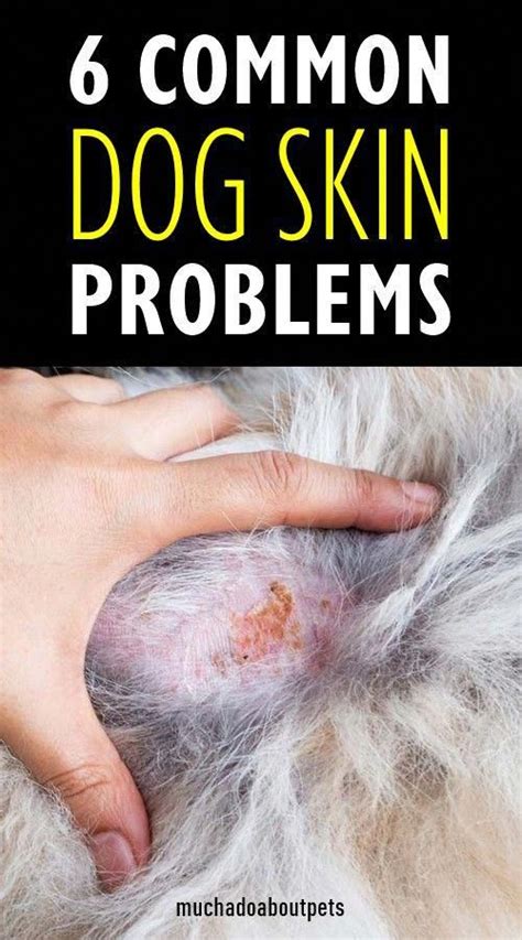 6 Dog Skin Problems And Treatments In 2020 Dog Skin Problem Dog Skin