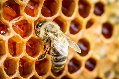 A Closer Look At How Bees Make Honey Perfectbee
