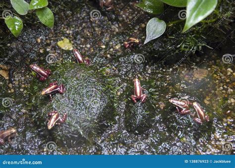 Small Frogs In Vancouver Aquarium Stock Image Image Of Frogs