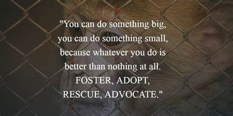 27 Animal Rescue Quotes To Awaken Our Awareness Of Protecting Animals