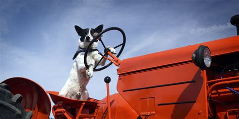 Dog Fouls Up Traffic By Driving Tractor Onto Busy Scottish Motorway O