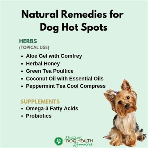 Natural Dog Hot Spots Remedies A Dog Owners Guide