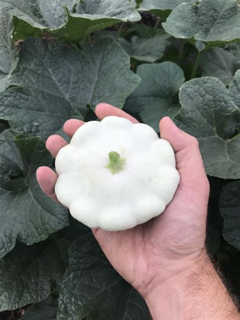 Allotment Month 32 Cool As A Cucurbit Hot As A Herbal Jack