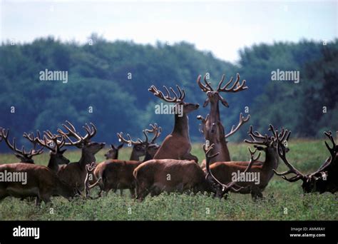 Cerf Rouge Red Deer Cervus Elaphus Artiodactyla Cerf E Laphe Cervidae