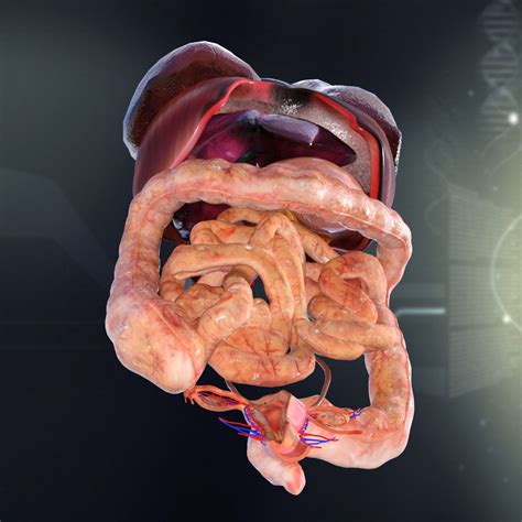 Human Female Internal Organs Anatomy 3d Model Max Obj 3ds Fbx C4d Lwo