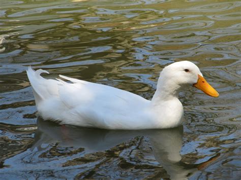 White Duck Swimming Free Stock Photo Public Domain Pictures