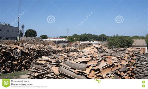 Piles Of Cork Oak Bark Stock Image Image Of Pile Harvested 76887185