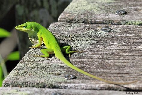 Green Anole Lizard Aka American Chameleon I Love These Creatures