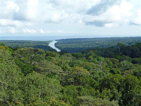 In Panamas Rain Forest Death Means More Life The Panama Perspective
